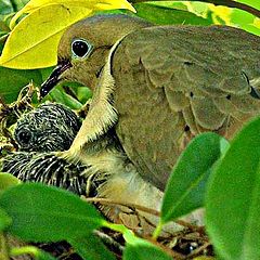 photo "Dove Love"