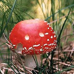 photo "Mushroom smile"