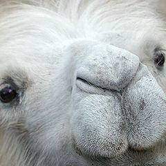 photo "Thoughtful camel"