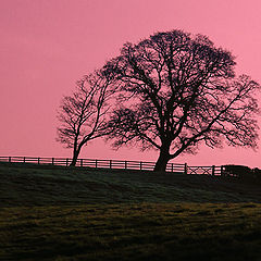 photo "Tree of daybreak"