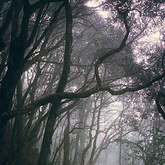 фото "virgin forest"