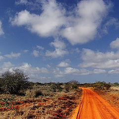 photo "Yellow Brick Road, the African Way"