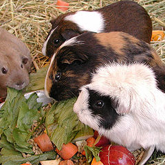 фото "Lunch Time!"