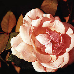 photo "A Rose"
