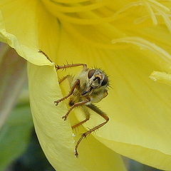 photo "Living on the Edge"