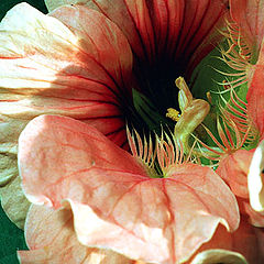photo "Old Lady"