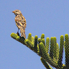 фото "Bird, Sky and Tree"