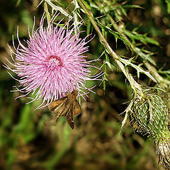 photo "Spiked"