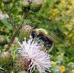 photo "Busy Bee"