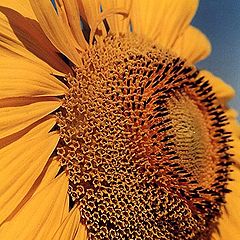 фото "Sun Flower"