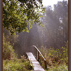 photo "A little bridge to the forest"