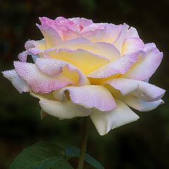 фото "Candy Rose"