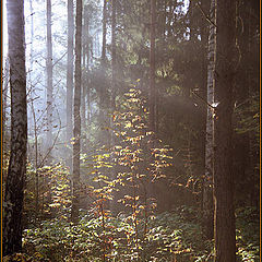 photo "A morning in the autumn forest"