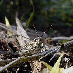 photo "The Almost Invisible Grasshopper"