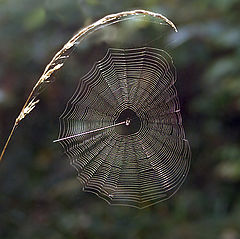 photo "A target for the flying insects"