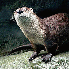 фото ""Hmm...I `Otter` Get In the W`Otter` ""