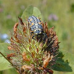 фото "Caterpillar"