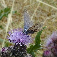 фото "Thistle with Butterfly"