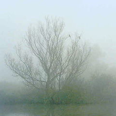 фото "A misty morning"
