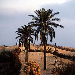 photo "Palm Trees # 2"