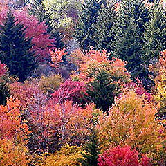 photo "Autumn Tapestry"