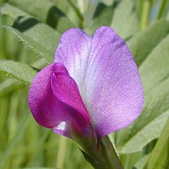 photo "Little Flower"