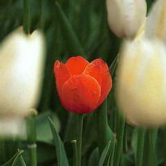 photo "Tulips"