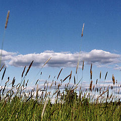 photo "The sea of a grass"