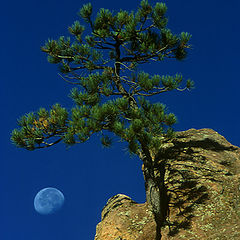 фото "Moon Tree"