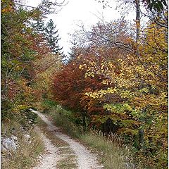 фото "Colors of Autumn"