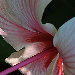 фото "Blushing and shy"