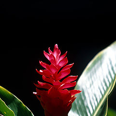 фото "Red Ginger"