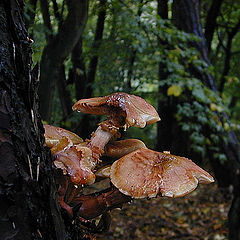 photo "Fungus tree"