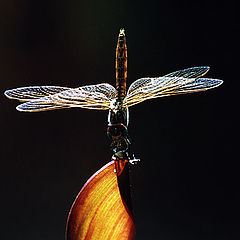 photo "Dragon Fly # 2"