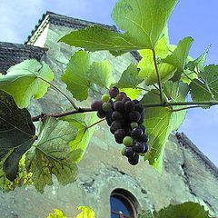 фото "Symbols of Georgia (grape & christianity)"