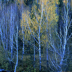 photo "Noiseless Forest"