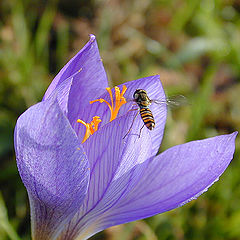 фото "Queen Wasp on Crocus"