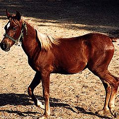 photo "Arabian Horse # 2"