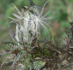 фото "Thistle Wisp"