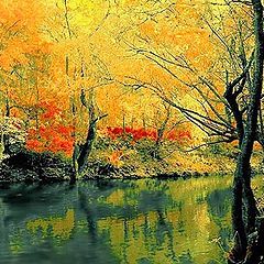 photo "Autumn In Florida"