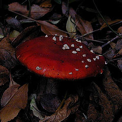 photo "Fungus in evening light"