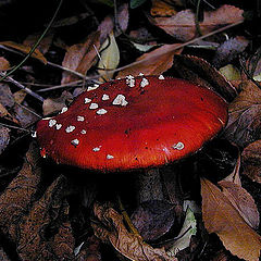 фото "Mushroom in evening light 2"