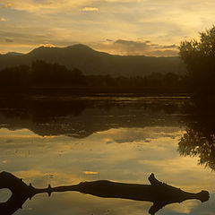 photo "Golden Peace - Золотой Мир"