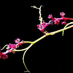 photo "Nature`s Gift"