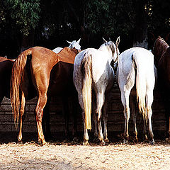 фото "Feeding Time"