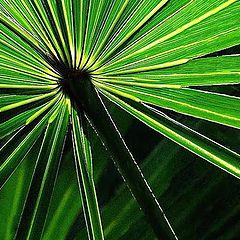 photo "Green Fan Palm"