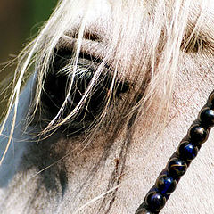 фото "Arabian Horses 3"