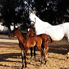 фото "The Family"