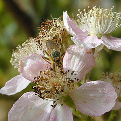 photo "Insect on Blossom"