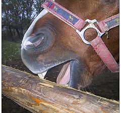 photo "From the Horse`s Mouth"